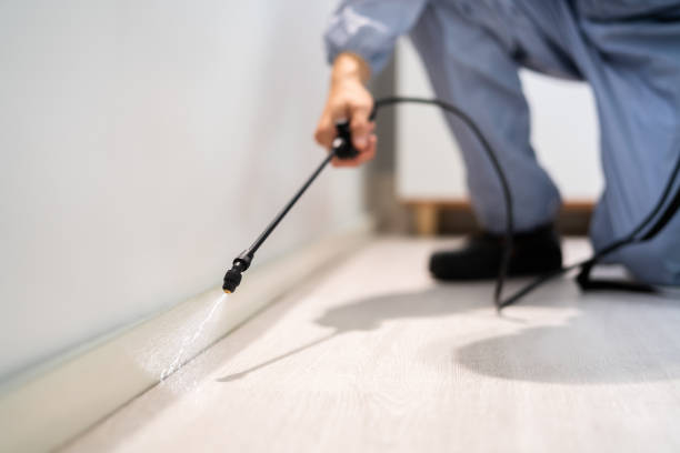 Licensed Wasp Removal service in Bernardsville, NJ - Show Me Pest Control